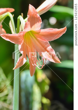 Hippeastrum puniceum , Barbados lily or AMARYLLIDACEAE Hippeastrum puniceum , Barbados lily or AMARYLLIDACEAE 125815055