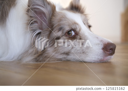 邊境牧羊犬躺在地板上看著它的主人 125815162