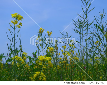 與強姦領域的風景 125815192