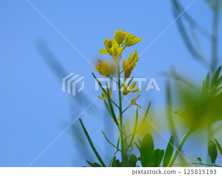油菜花開向藍天 125815193