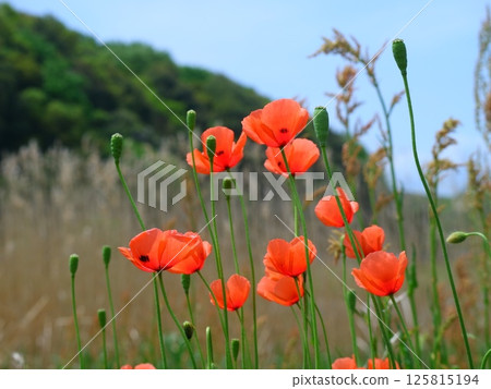 Poppies in the blue sky 125815194