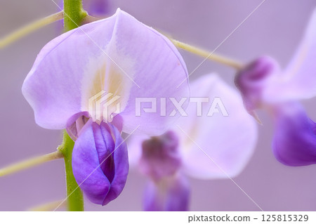紫色紫藤花 125815329