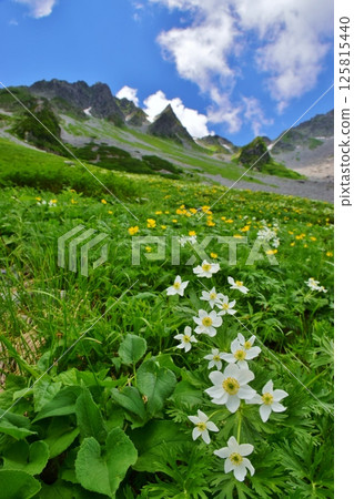Summer scenery of Karasawa in the Northern Alps 125815440