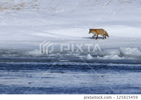 一隻赤狐在北海道網走市豆沸湖的流冰上行走 一隻赤狐在北海道網走市豆沸湖的流冰上行走 125815459