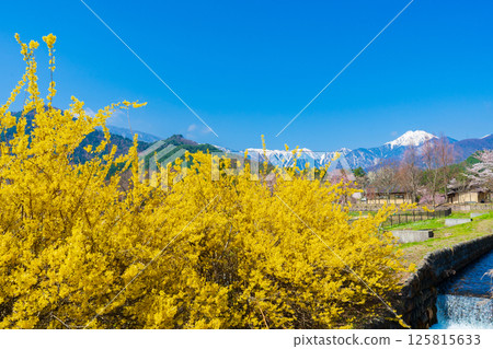 長野縣：連翹花開與北阿爾卑斯山 125815633