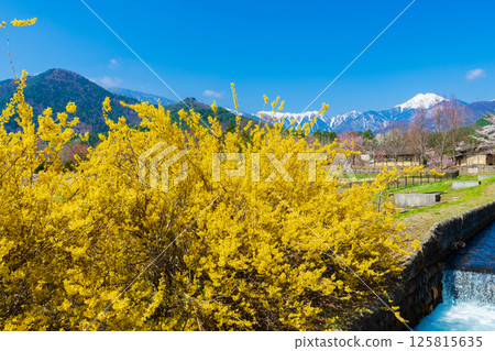 長野縣：連翹花開與北阿爾卑斯山 125815635