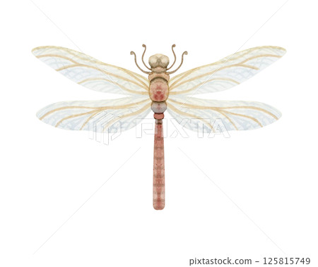 Pastel beige dragonfly watercolor illustration isolated on white. Hand drawn insect clip art in vintage style for fall and spring garden and woodland designs Pastel beige dragonfly watercolor illustration isolated on white. Hand drawn insect clip art in vintage style for fall and spring garden and woodland designs 125815749