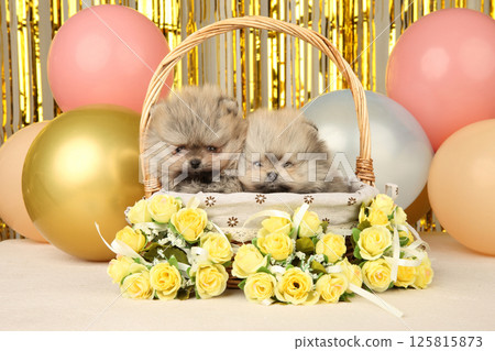 Pomeranian Puppies in Basket with Festive Balloons Setup 125815873