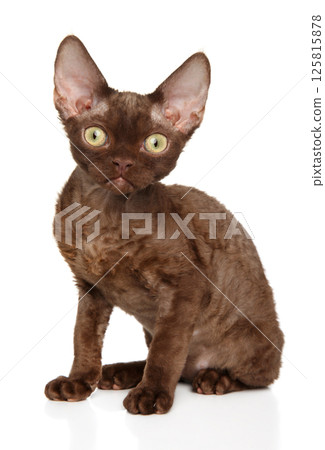 Devon rex brown cat sitting isolated in studio 125815878