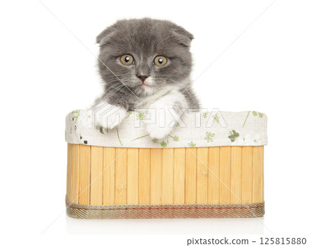 Curious Kitten in Wicker Basket Surprise 125815880