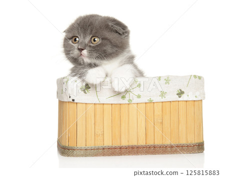 Cheerful Scottish Fold Kitten in Cozy Nest Joy Cheerful Scottish Fold Kitten in Cozy Nest Joy 125815883
