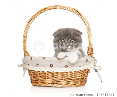 Gentle Scottish Fold Kitten in Warm Nest Glow Gentle Scottish Fold Kitten in Warm Nest Glow 125815884