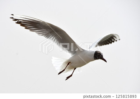 Seagulls flapping their wings on the lake 125815893
