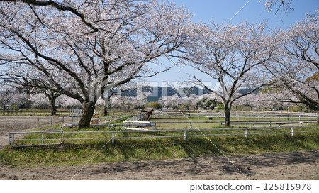 Cherry blossoms at Bajikoen Park in Aya Town, Miyazaki Prefecture Cherry blossoms at Bajikoen Park in Aya Town, Miyazaki Prefecture 125815978