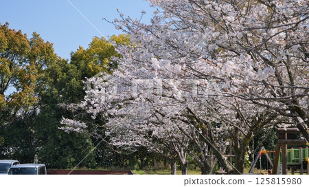 Cherry blossoms at Bajikoen Park in Aya Town, Miyazaki Prefecture 125815980