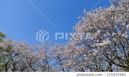 Cherry blossoms at Bajikoen Park in Aya Town, Miyazaki Prefecture Cherry blossoms at Bajikoen Park in Aya Town, Miyazaki Prefecture 125815982