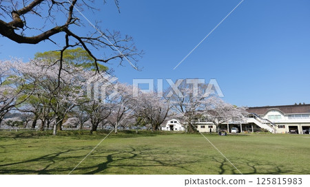 Cherry blossoms at Bajikoen Park in Aya Town, Miyazaki Prefecture Cherry blossoms at Bajikoen Park in Aya Town, Miyazaki Prefecture 125815983