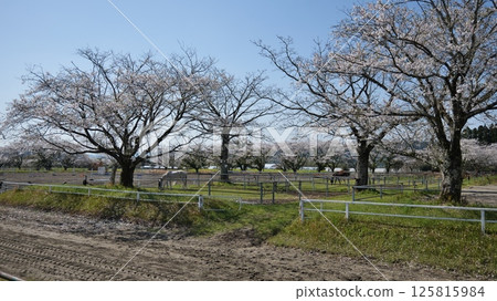 宮崎縣綾町馬路公園的櫻花 125815984