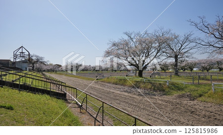 宮崎縣綾町馬路公園的櫻花 125815986