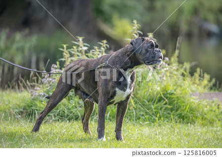 beautiful 3 years old purebred golden brown german boxer dog puppy jumping playing outdoor shooting beautiful 3 years old purebred golden brown german boxer dog puppy jumping playing outdoor shooting 125816005