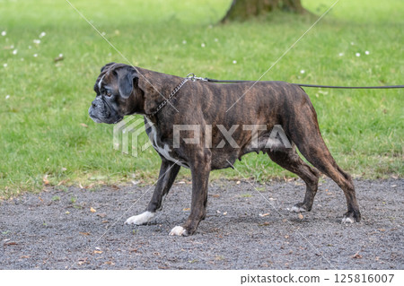 beautiful 3 years old purebred golden brown german boxer dog puppy jumping playing outdoor shooting 125816007