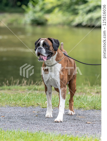 beautiful 3 years old purebred golden brown german boxer dog puppy jumping playing outdoor shooting 125816036