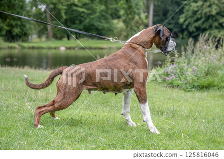 beautiful 3 years old purebred golden brown german boxer dog puppy jumping playing outdoor shooting 125816046