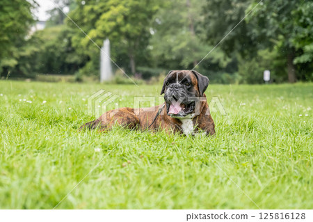 beautiful 3 years old purebred golden brown german boxer dog puppy jumping playing outdoor shooting 125816128