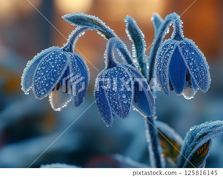 Frost-Covered Blooms in Winter Light 125816145