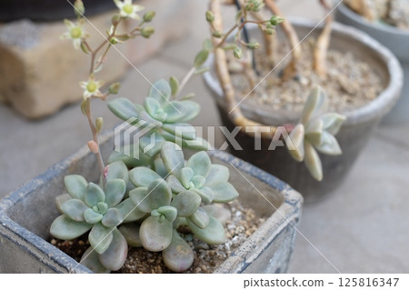 Succulents placed at the entrance Succulents placed at the entrance 125816347