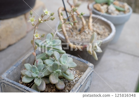 Succulents placed at the entrance Succulents placed at the entrance 125816348