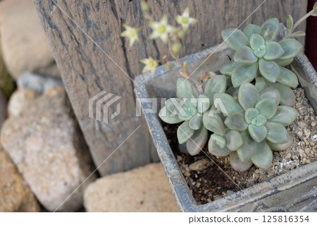 Succulents placed at the entrance 125816354