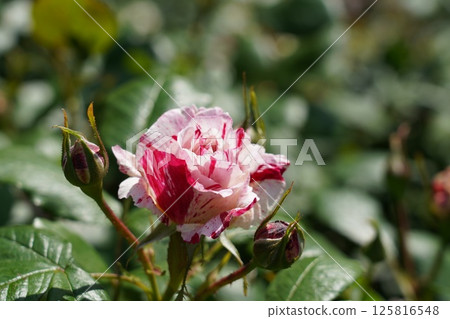 Beautiful roses on a sunny day 125816548