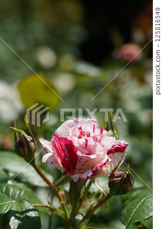 Beautiful roses on a sunny day 125816549