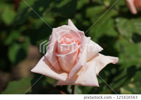 Beautiful roses on a sunny day 125816563