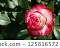 Beautiful roses on a sunny day 125816572