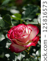 Beautiful roses on a sunny day 125816573