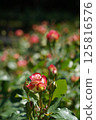 Beautiful roses on a sunny day 125816576