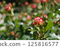 Beautiful roses on a sunny day 125816577