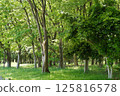 Park on a sunny day 125816578