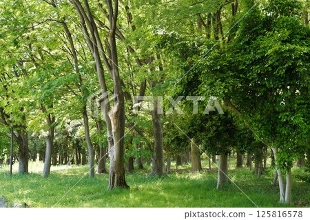 Park on a sunny day Park on a sunny day 125816578