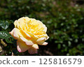 Beautiful roses on a sunny day 125816579