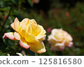 Beautiful roses on a sunny day 125816580