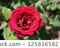 Beautiful roses on a sunny day 125816582