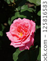 Beautiful roses on a sunny day 125816583