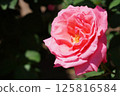 Beautiful roses on a sunny day 125816584