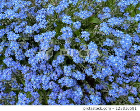 Ezomurasaki Ezomurasaki 125816591