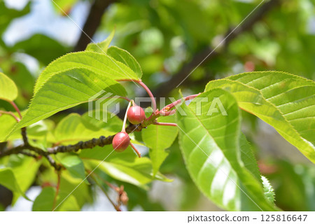 Red fruit Red fruit 125816647