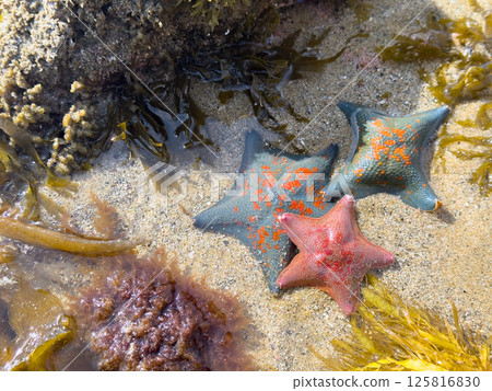 Starfish, blue and pink, tide pool Starfish, blue and pink, tide pool 125816830