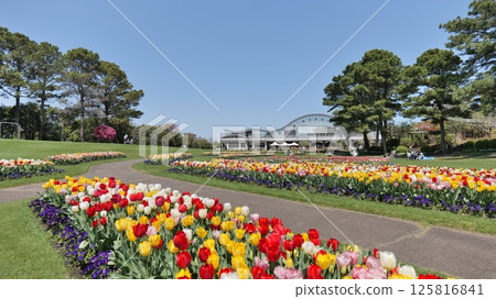 宮崎縣宮崎市花之宮崎的鬱金香 宮崎縣宮崎市花之宮崎的鬱金香 125816841